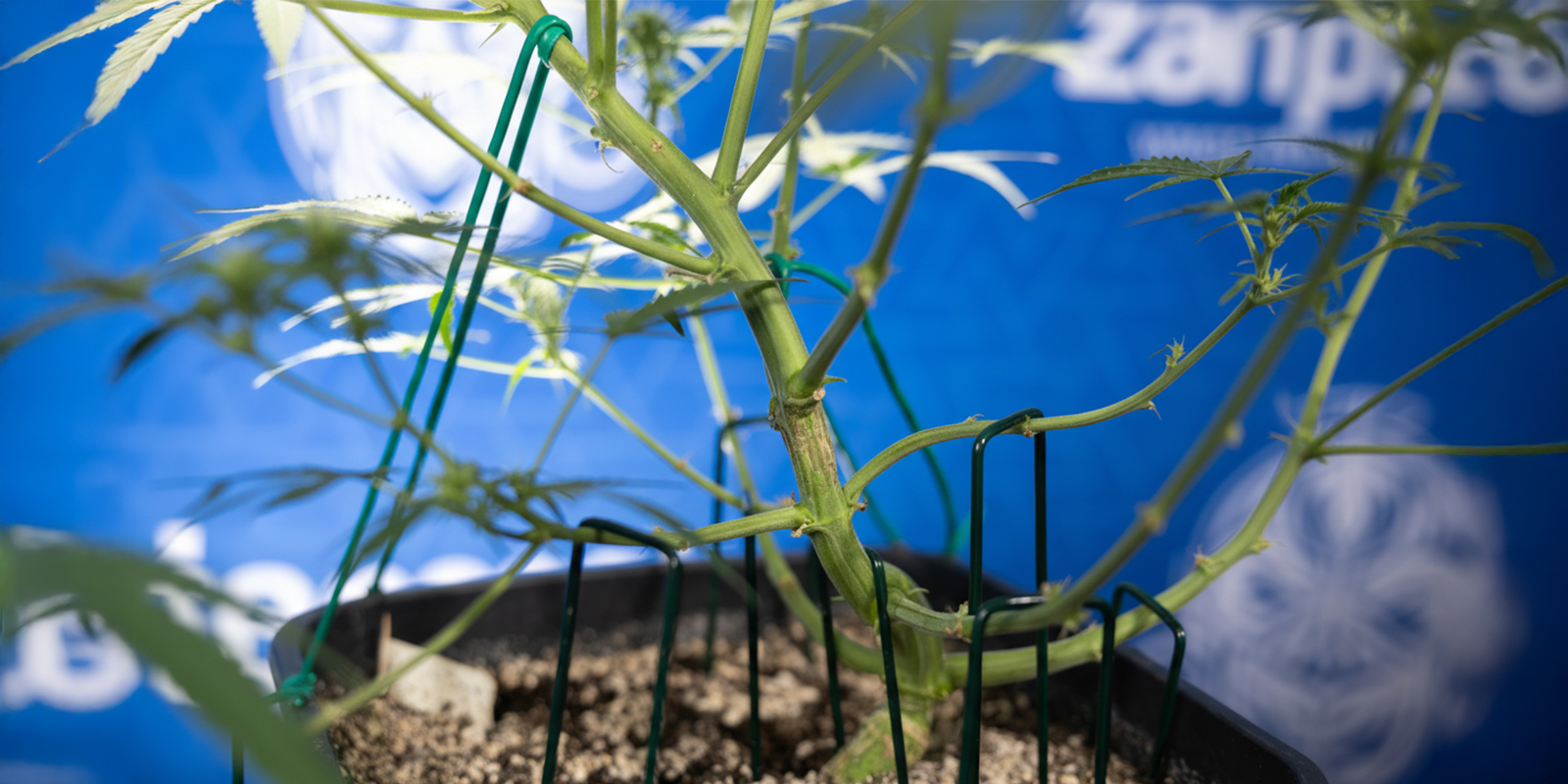 How to perform LST on autoflowers (step-by-step) How to perform LST on autoflowers (step-by-step)