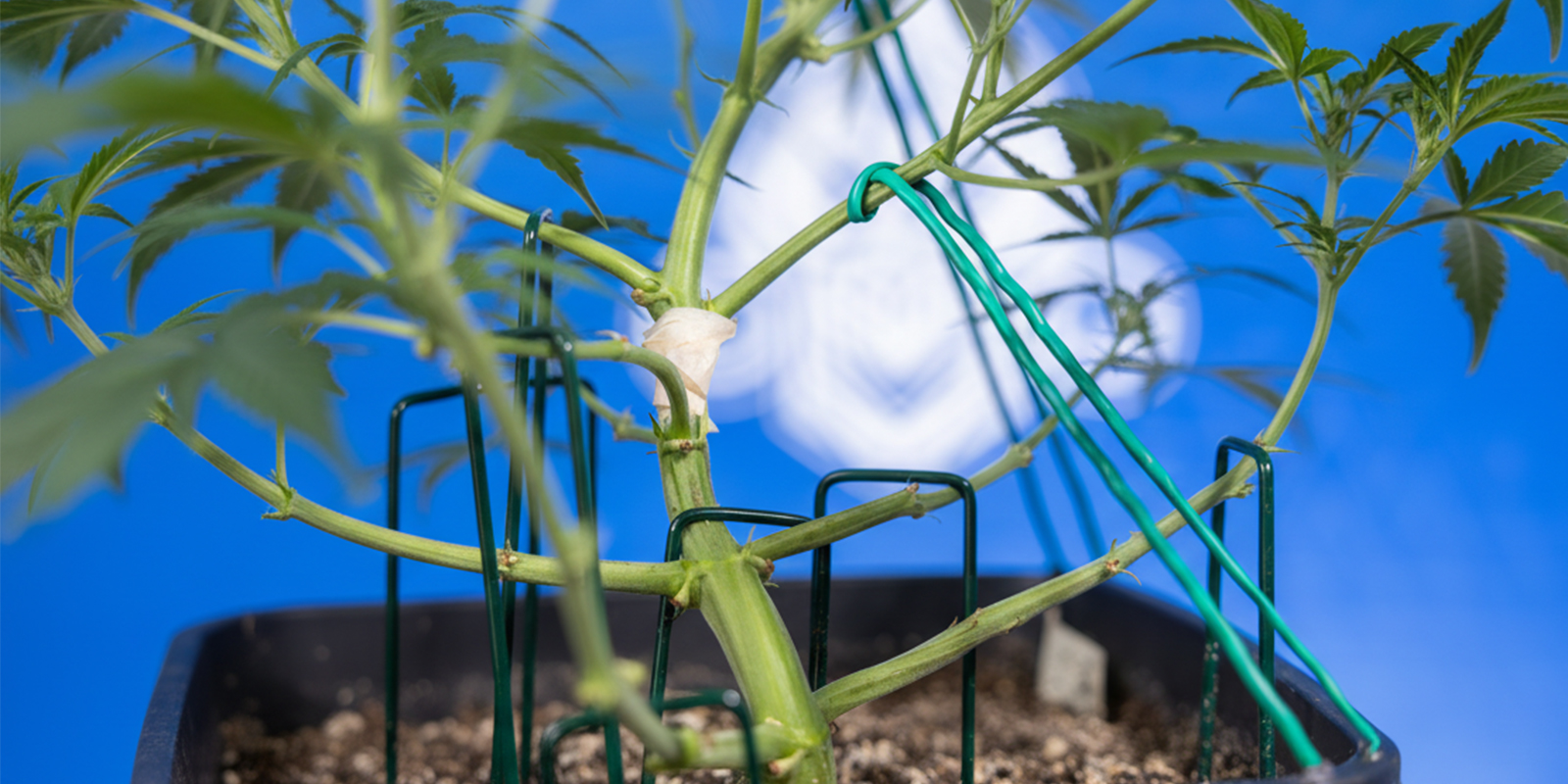 How to perform LST on autoflowers (step-by-step) How to perform LST on autoflowers (step-by-step)