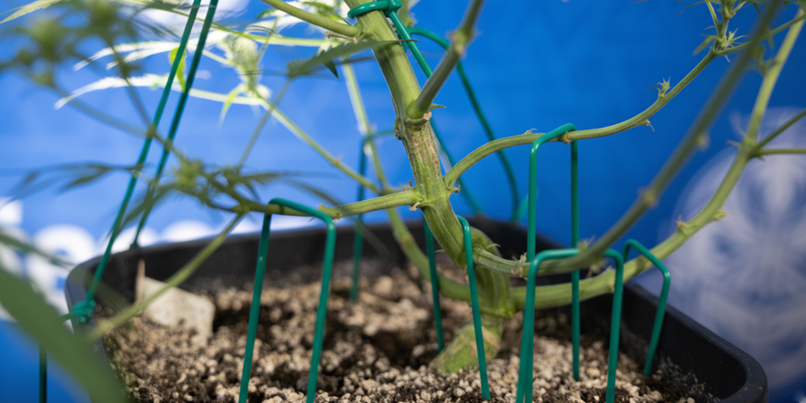 How to perform LST on autoflowers (step-by-step) How to perform LST on autoflowers (step-by-step)