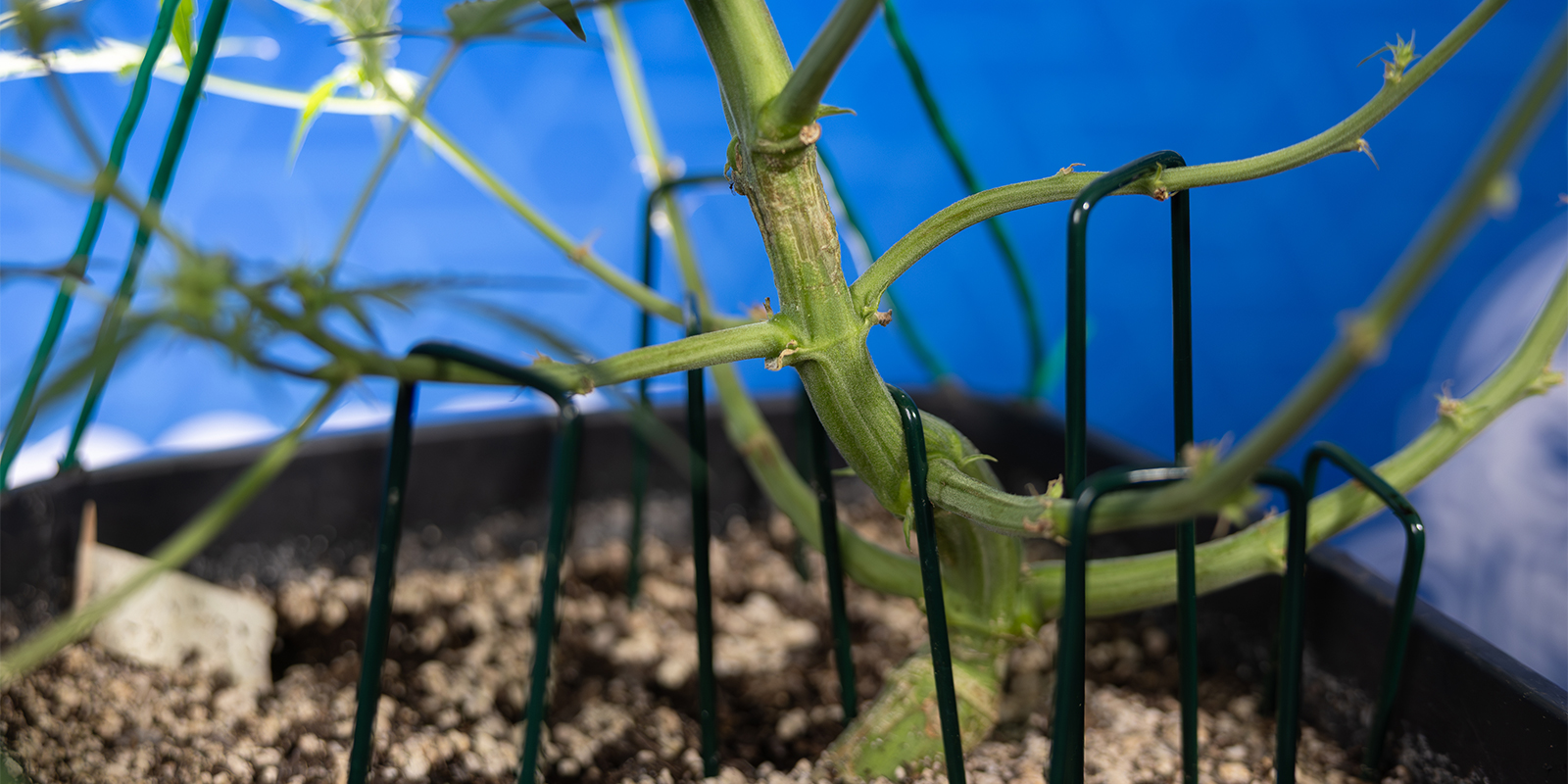 Is LST suitable for autoflowers? Is LST suitable for autoflowers?