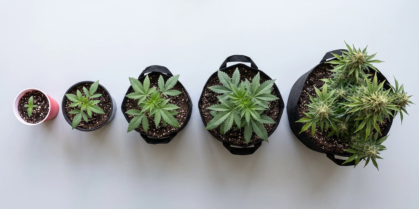 Choosing the right pot size