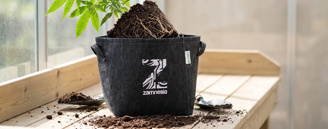 How to transplant cannabis plants?