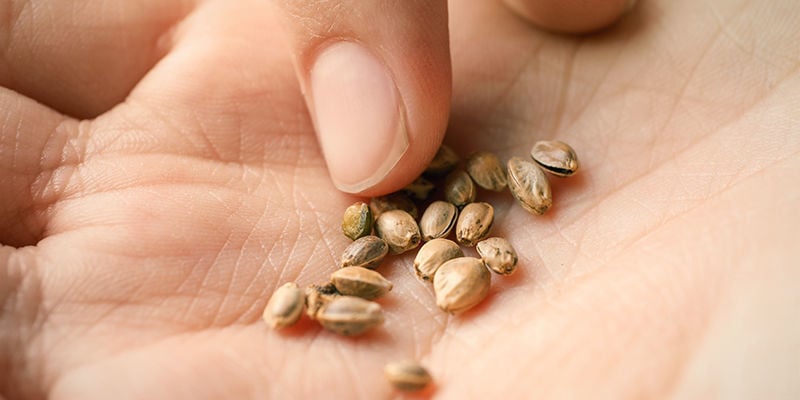 Low-quality seeds