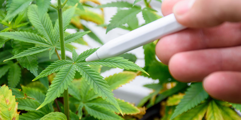How To Prevent Spider Mites
