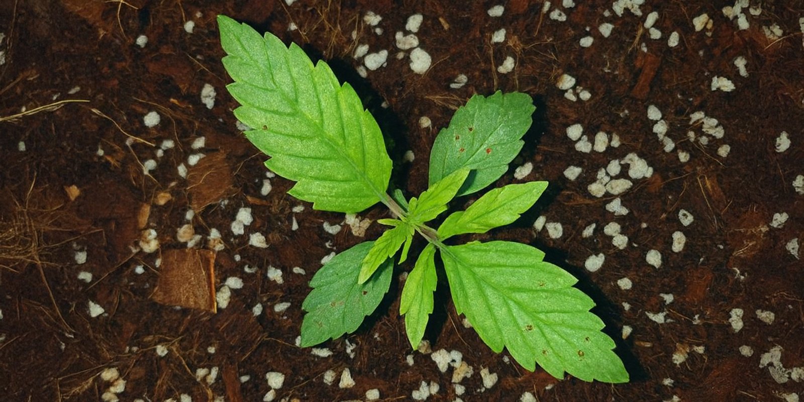 Calcium deficiency