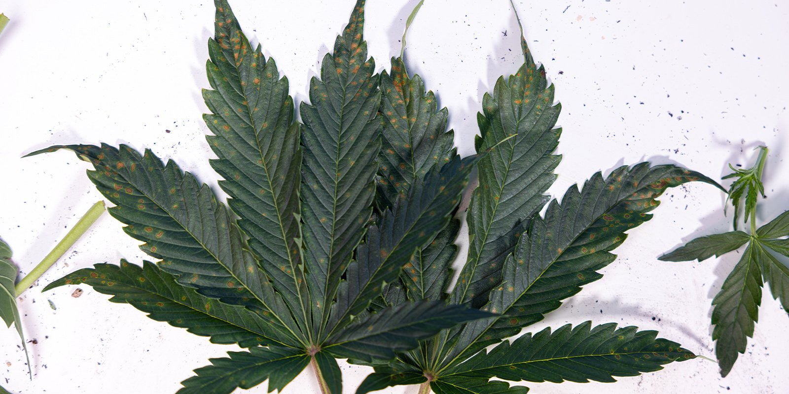 Causes of brown spots on cannabis leaves