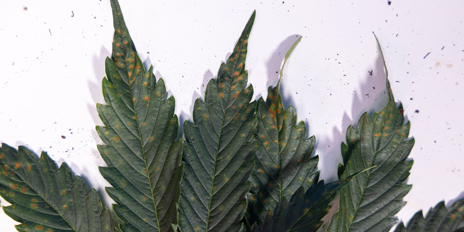 Identify and deal with brown spots like a pro