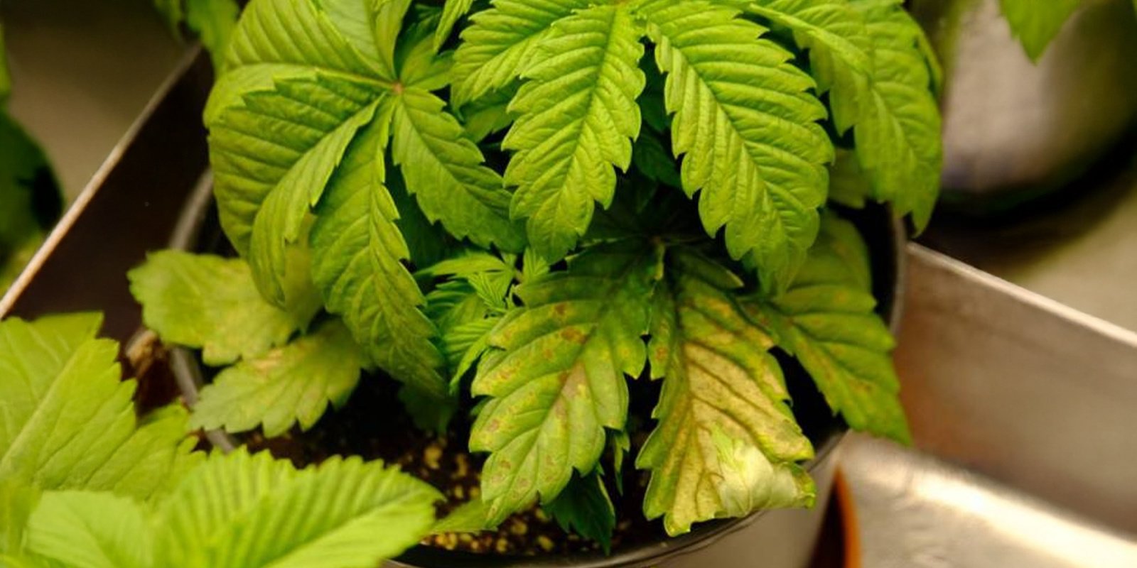 Overwatering and root problems