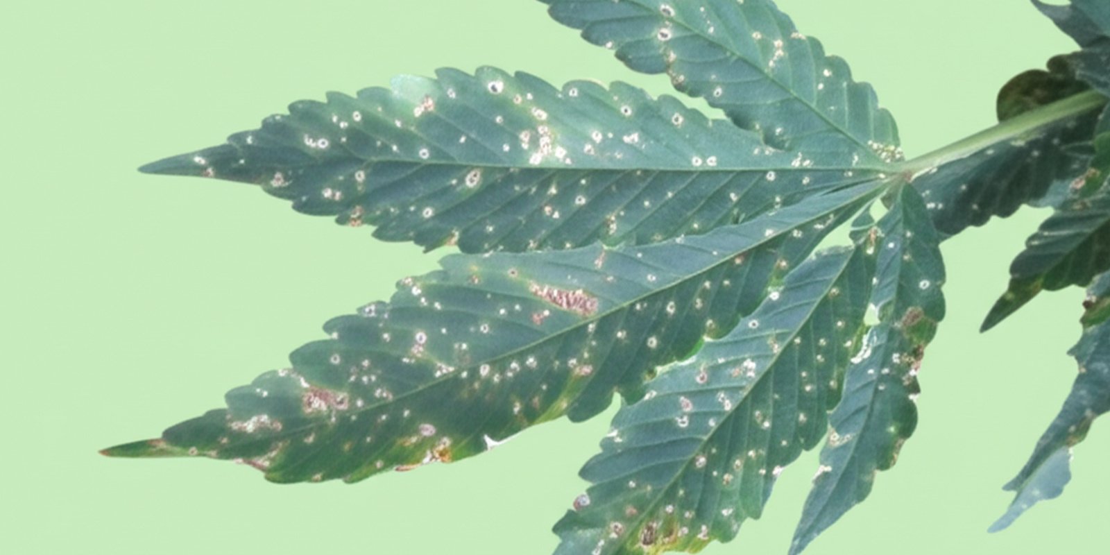 Pests and fungal infections