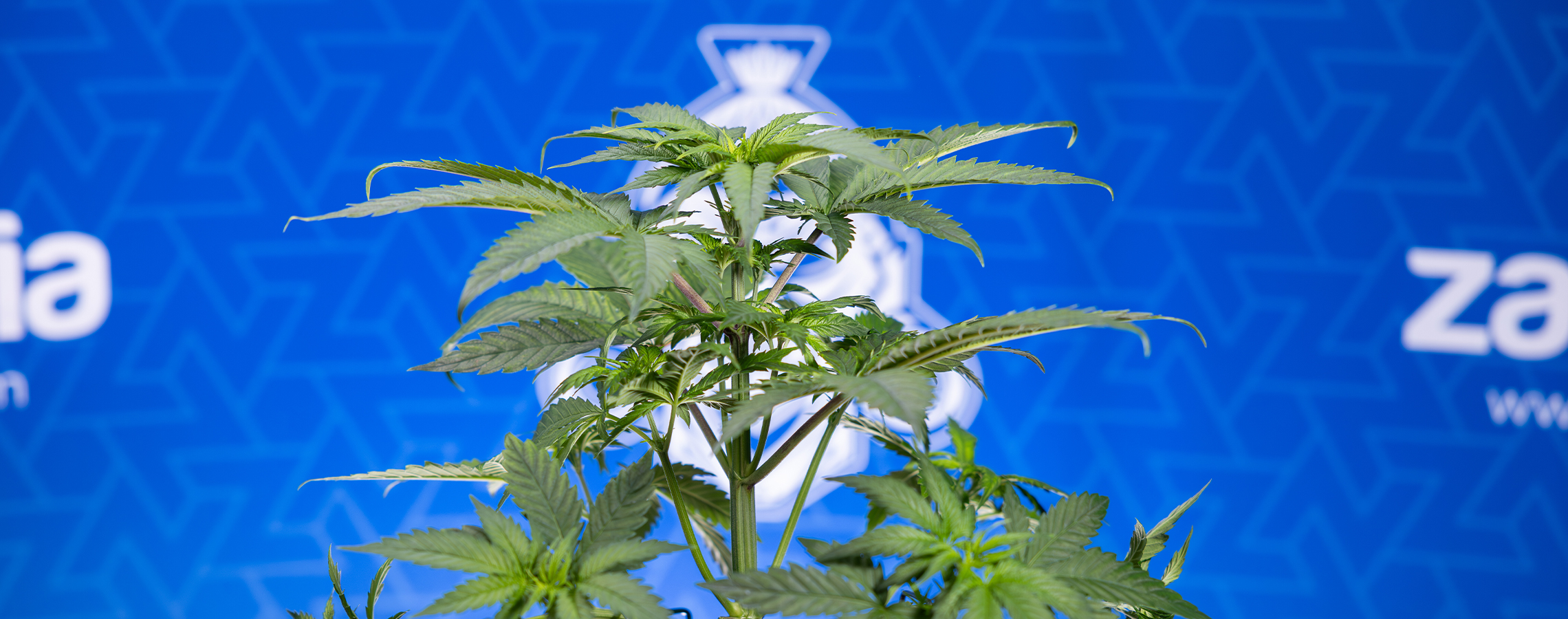 Why are my cannabis leaves curling downwards? Why are my cannabis leaves curling downwards?