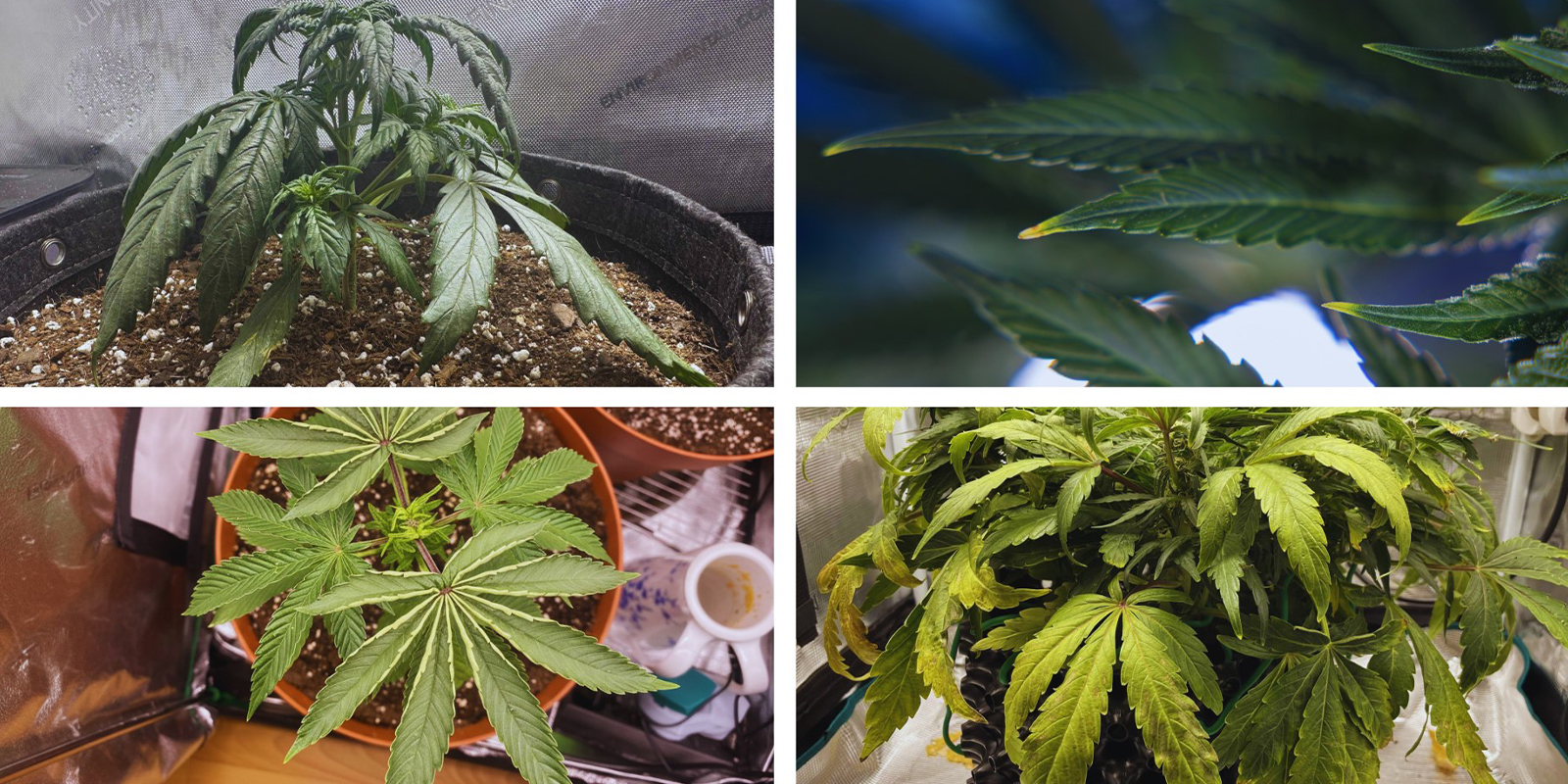 Quick symptom checklist Quick symptom checklist