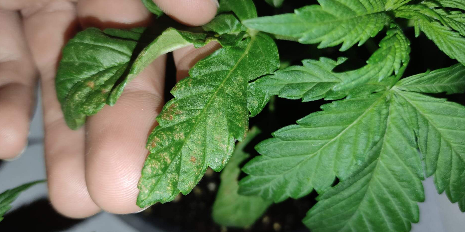 What downward curling looks like What downward curling looks like