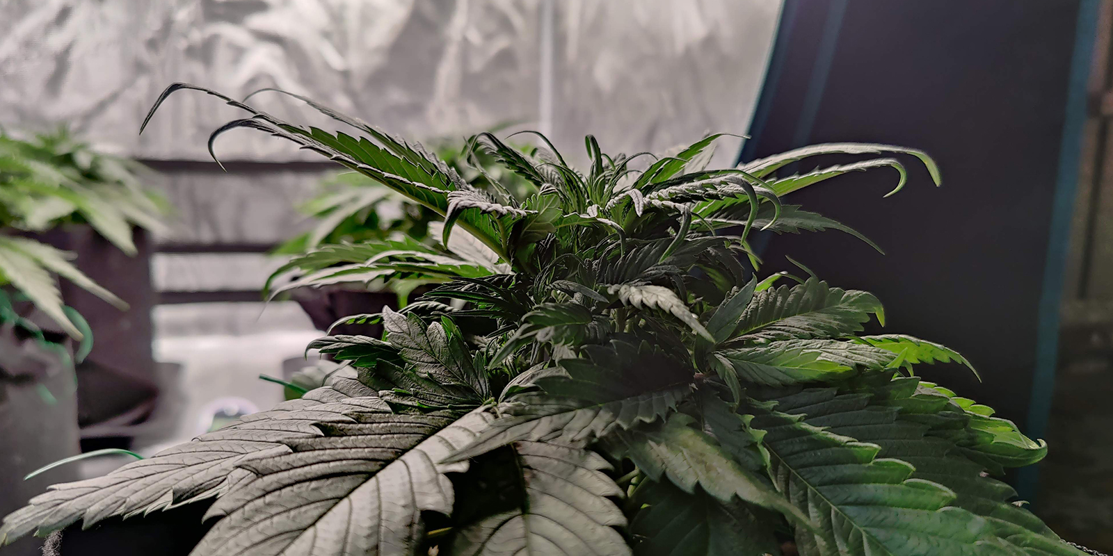 What downward curling looks like What downward curling looks like