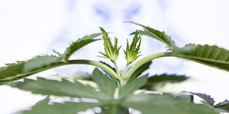 Can you top autoflowers?