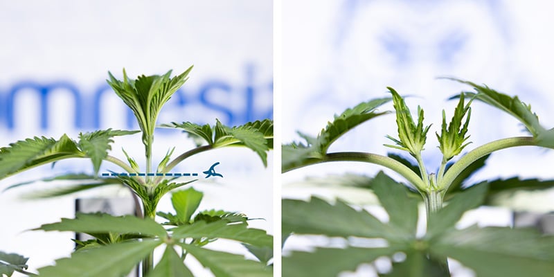 Cut above the 3rd node