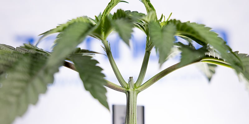 Cut above the rest? Is topping autoflowers your next move?