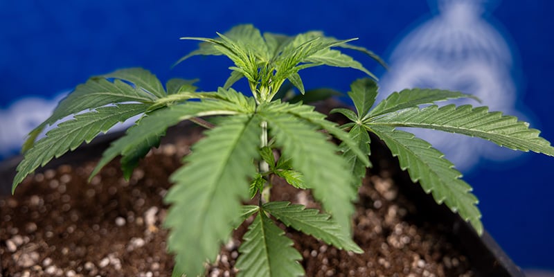 Pros and cons of transplanting autos