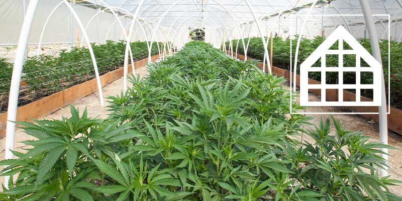Why You Should Grow Cannabis In A Greenhouse Or Conservatory