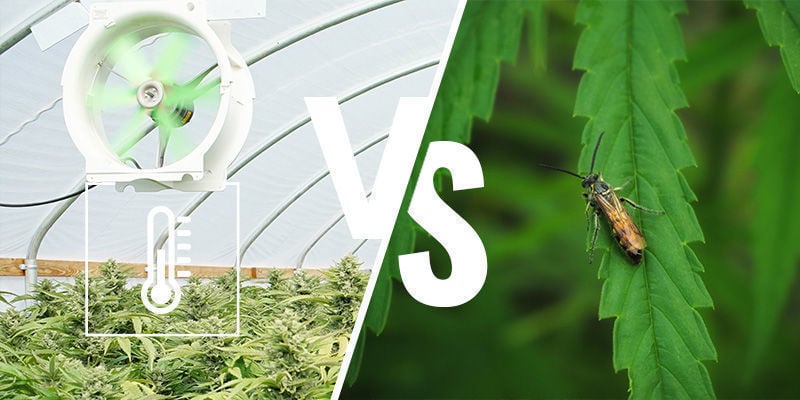 The pros and cons of growing weed in a greenhouse or conservatory