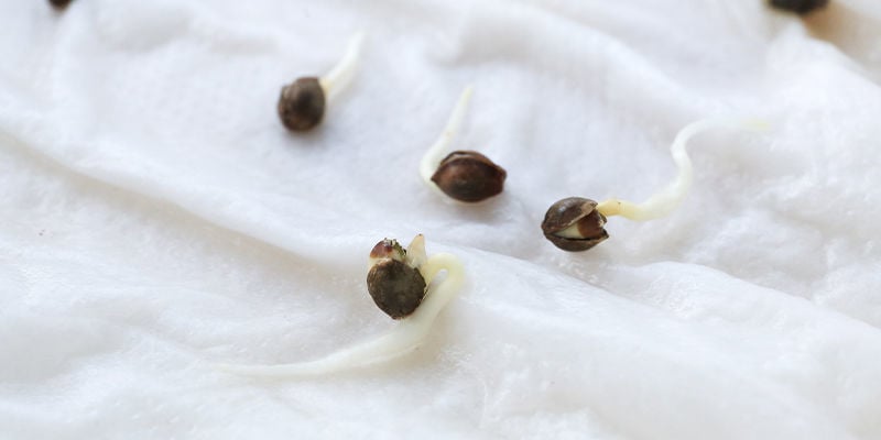 Germinating cannabis seeds in kitchen paper/paper towels