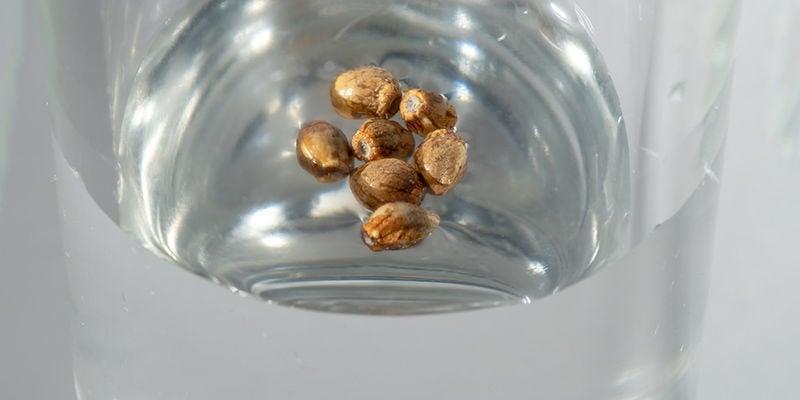 Germinating cannabis seeds in water