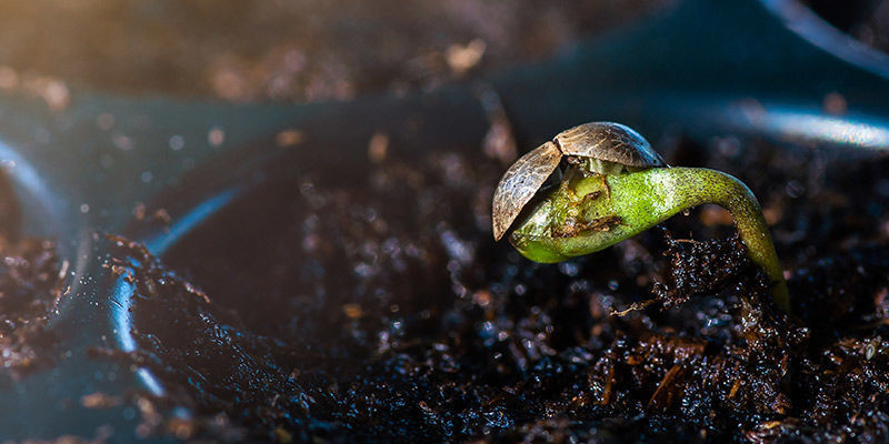 The best ways to germinate cannabis seeds