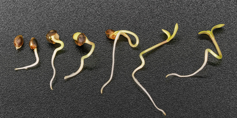 The importance of the germination process for cannabis