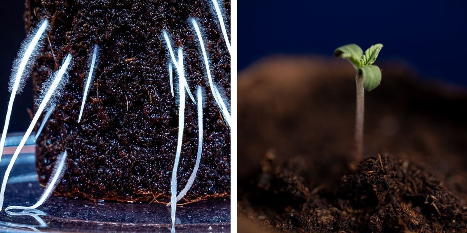 From germination to seedling