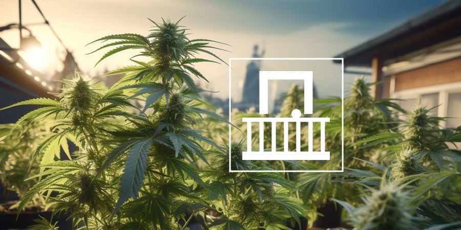 How To Grow Cannabis On A Balcony Or Terrace