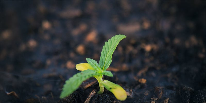 Seedling stage