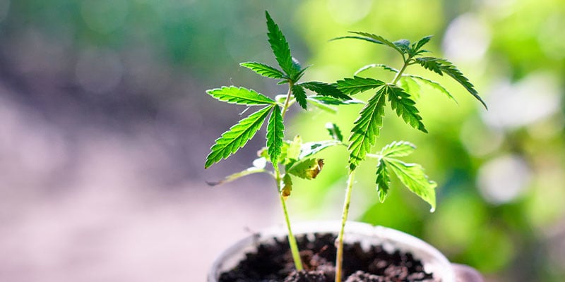 Vegetative stage