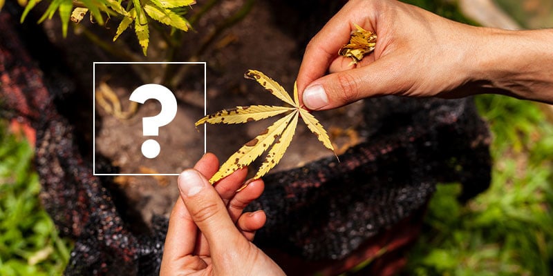 What causes yellow cannabis leaves?