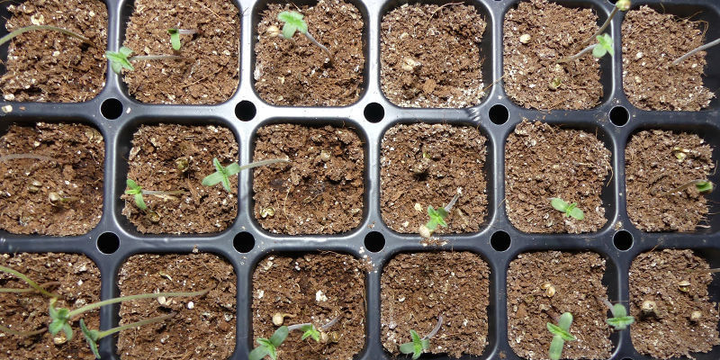 Keep The Conditions Within Your Propagator Consistent Until Each Of Your Seedlings Is 2–3cm Tall
