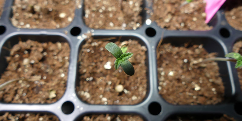 When Your Seedlings Do Finally Emerge, A Few Of Them May Still Have The Seed Casing Over Them