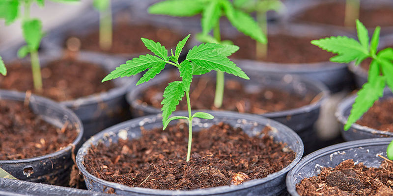 Transplanting Seedlings To Their Pots