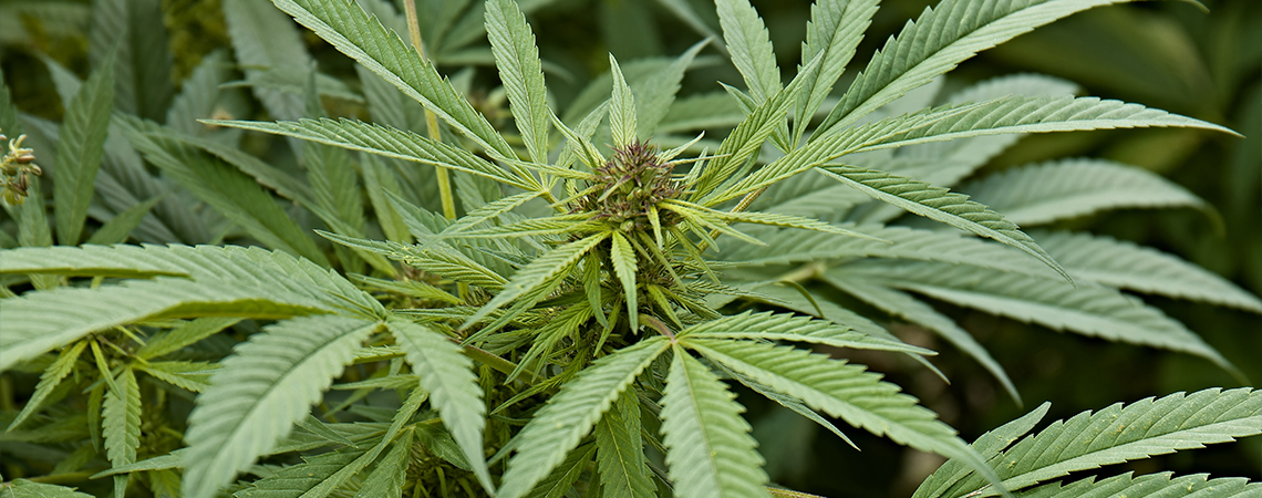 What is cannabis sativa?