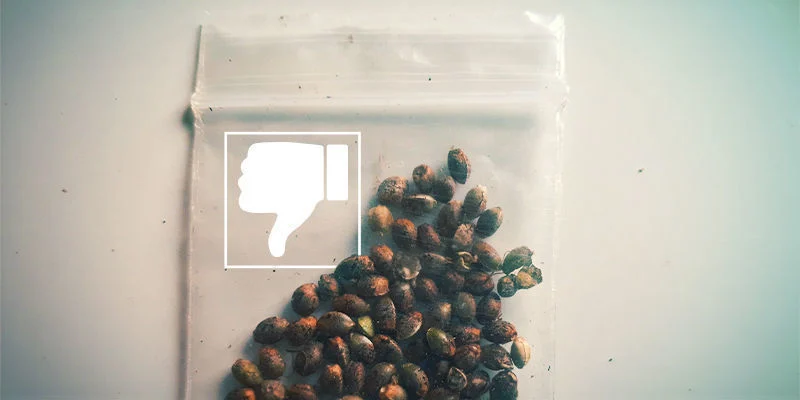 Cannabis seeds not germinating: Poor-quality seeds