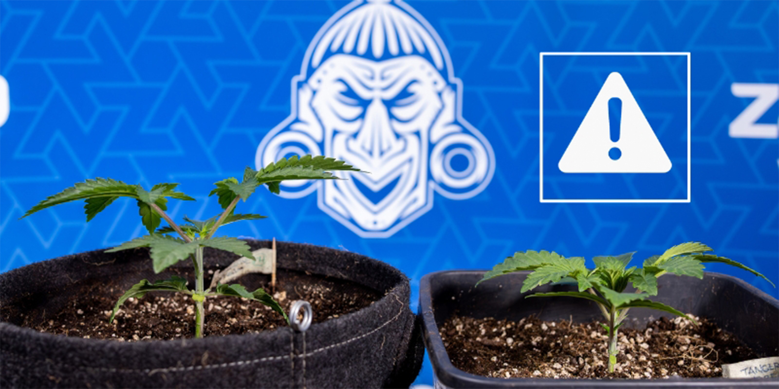 Common mistakes when topping cannabis