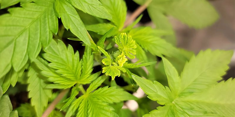 Is fimming the best pruning method for cannabis? Is fimming the best pruning method for cannabis?