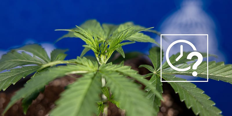 When to fim your plants When to fim your plants
