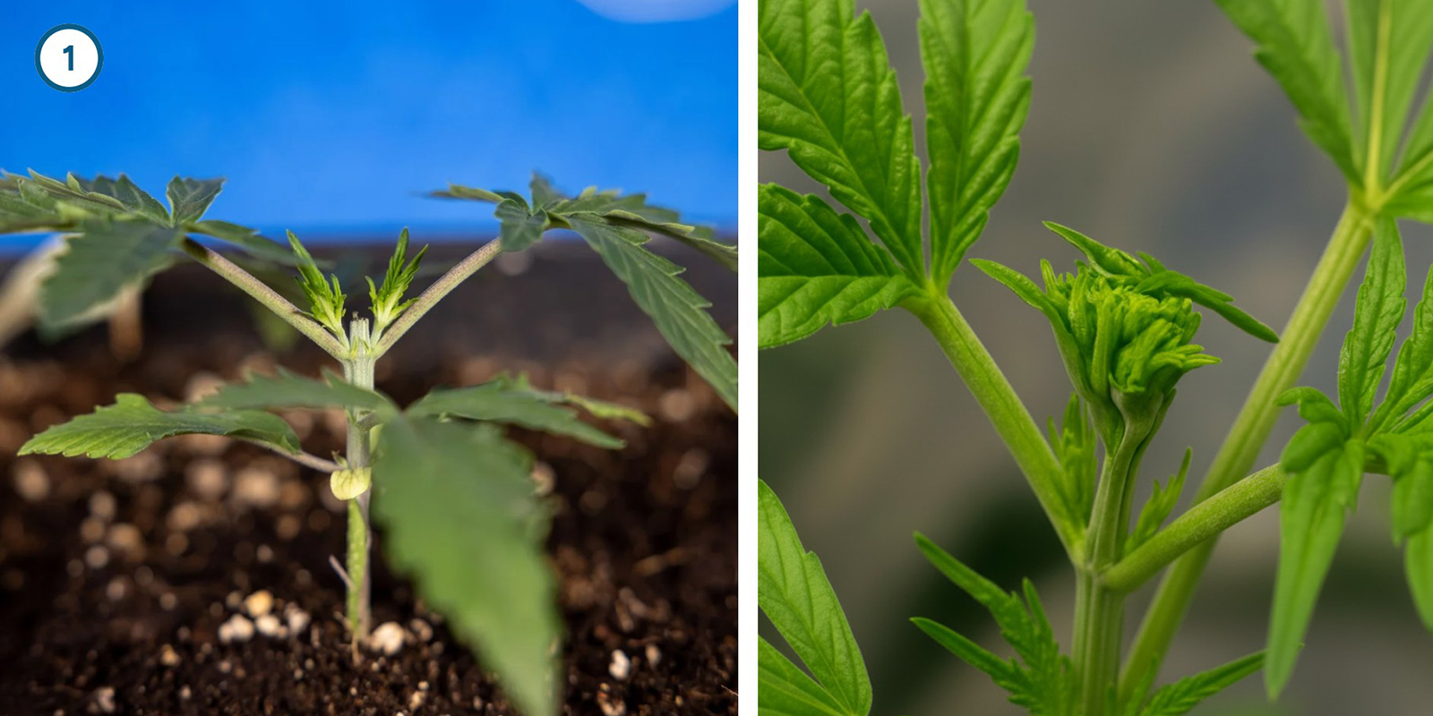 Early plant training techniques Early plant training techniques