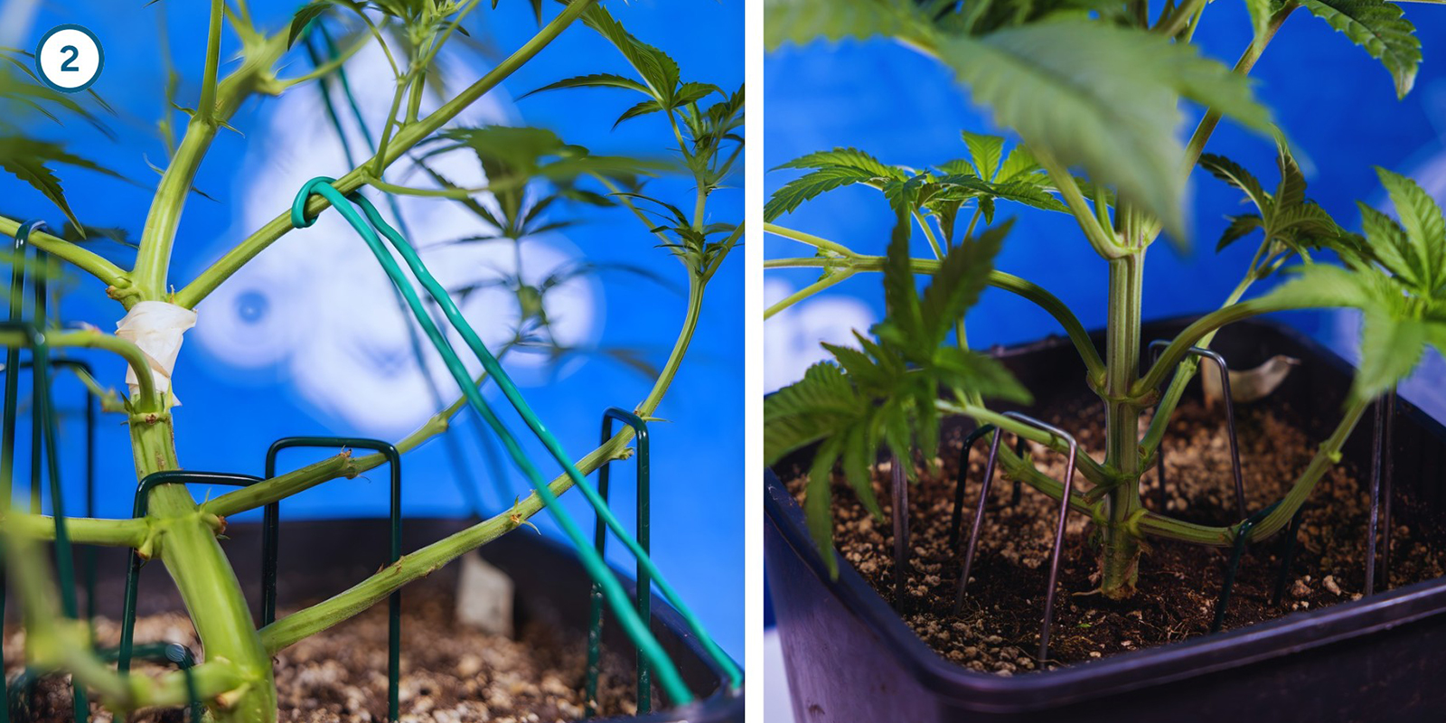 Early plant training techniques