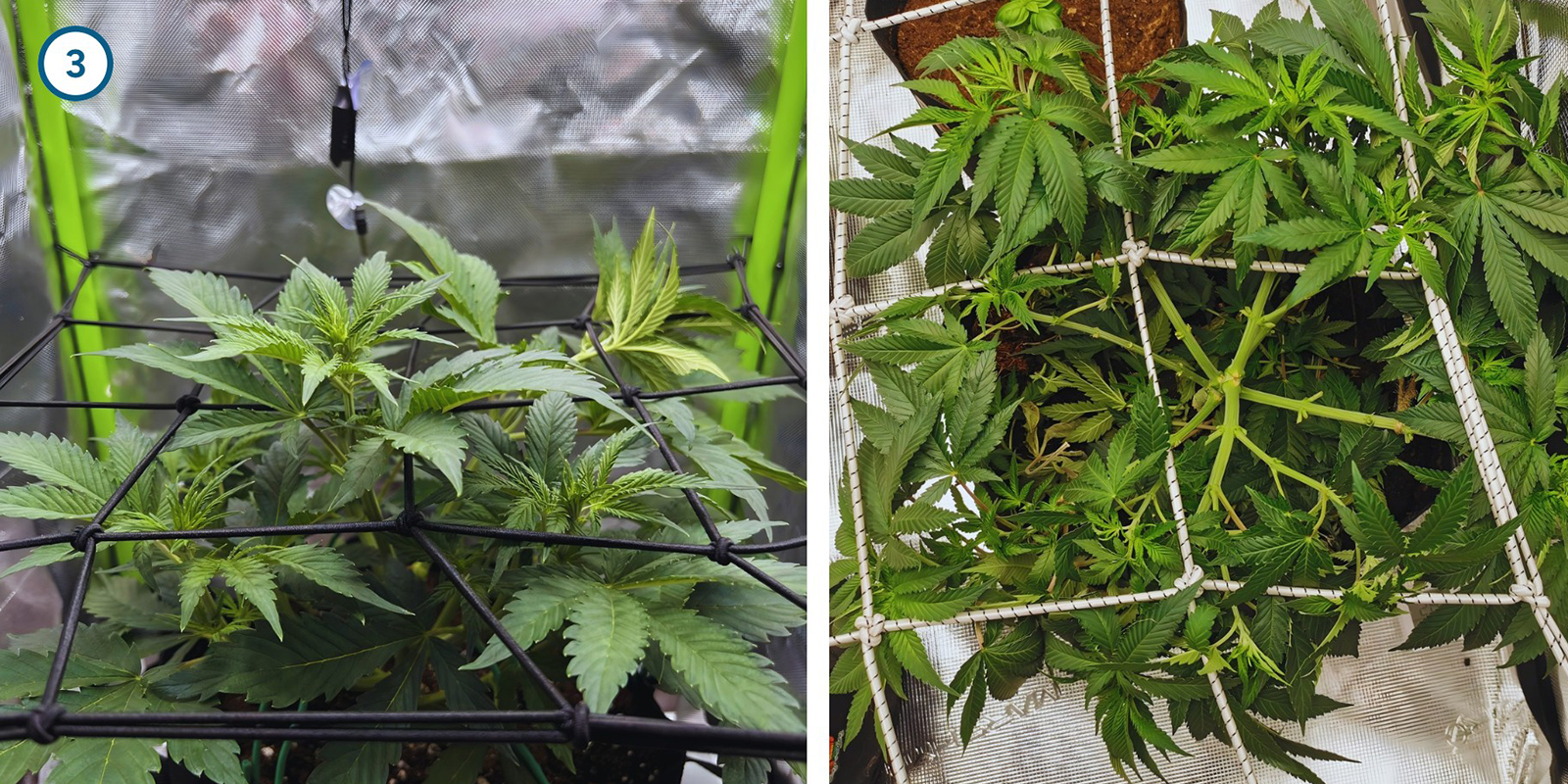 Early plant training techniques Early plant training techniques