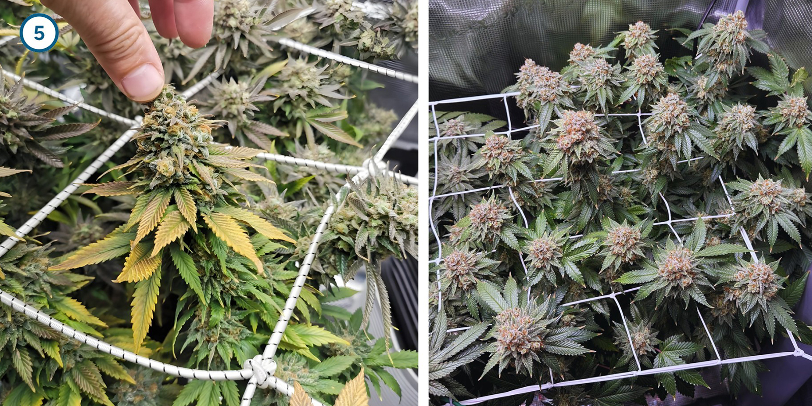 ScrOG Step-by-step: Installing the screen ScrOG Step-by-step: Installing the screen