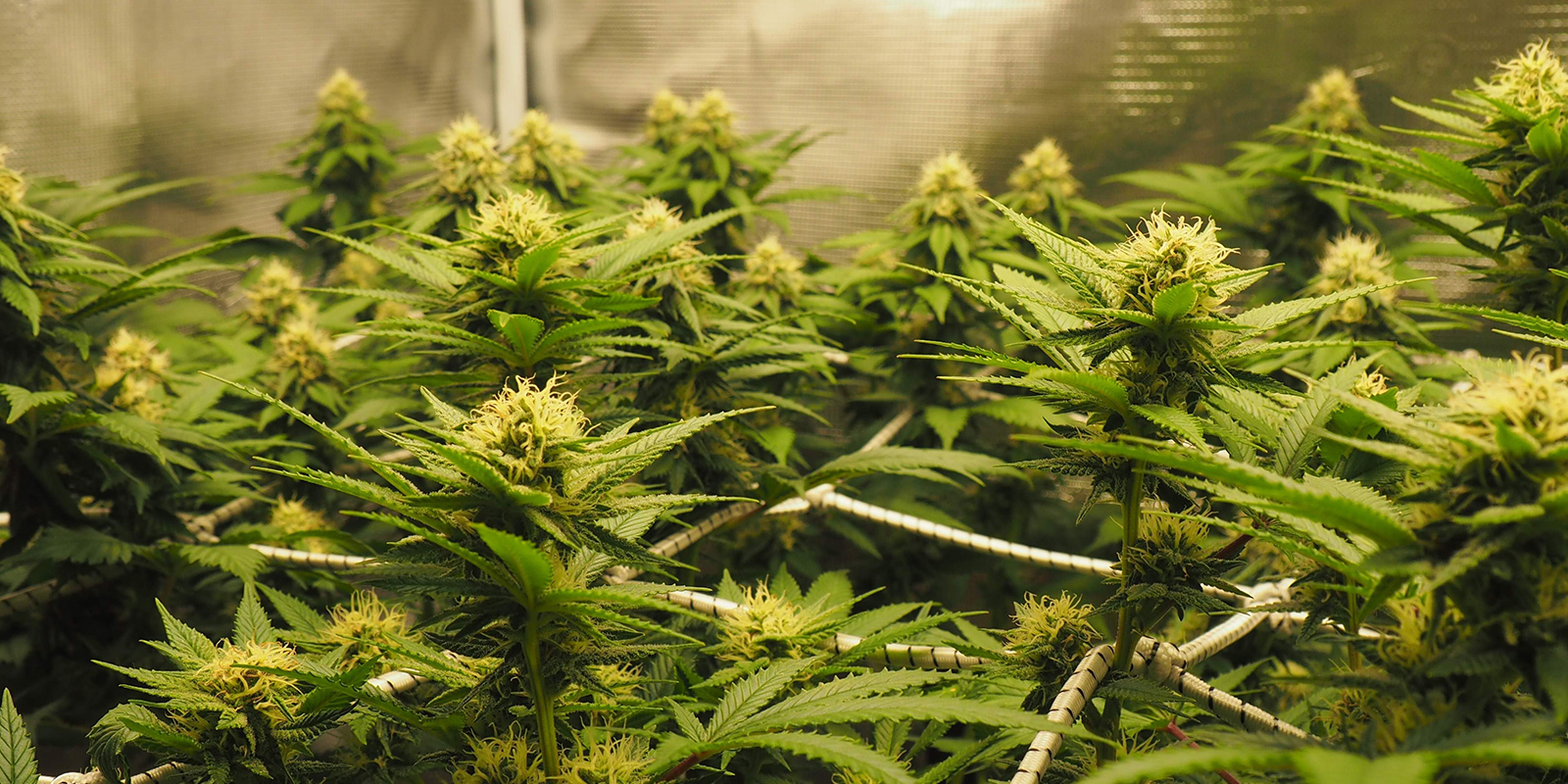 Choosing a cannabis strain for ScrOG Choosing a cannabis strain for ScrOG