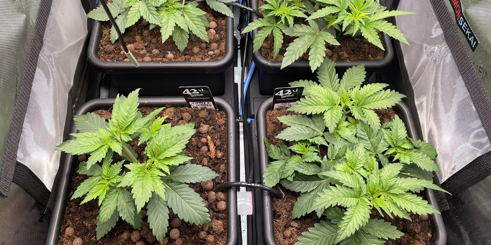 Ideal timing: When to begin ScrOG training Ideal timing: When to begin ScrOG training