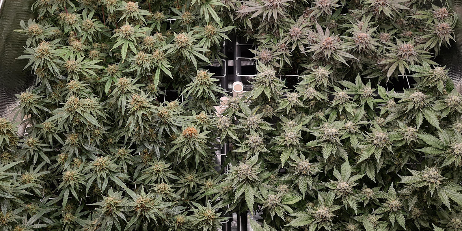 Ready to ScrOG? Turn knowledge into results Ready to ScrOG? Turn knowledge into results