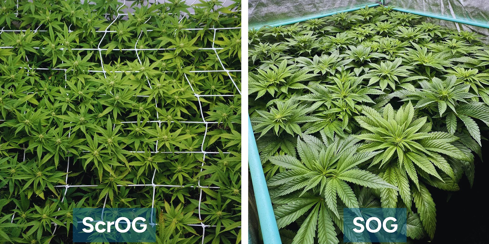 ScrOG vs SOG: What's the difference? ScrOG vs SOG: What's the difference?