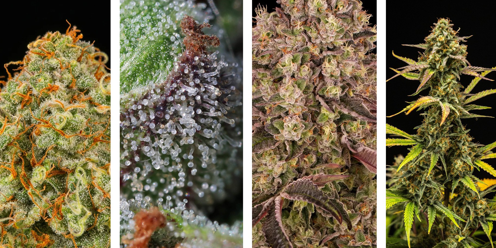 Signs it's time to harvest Signs it's time to harvest