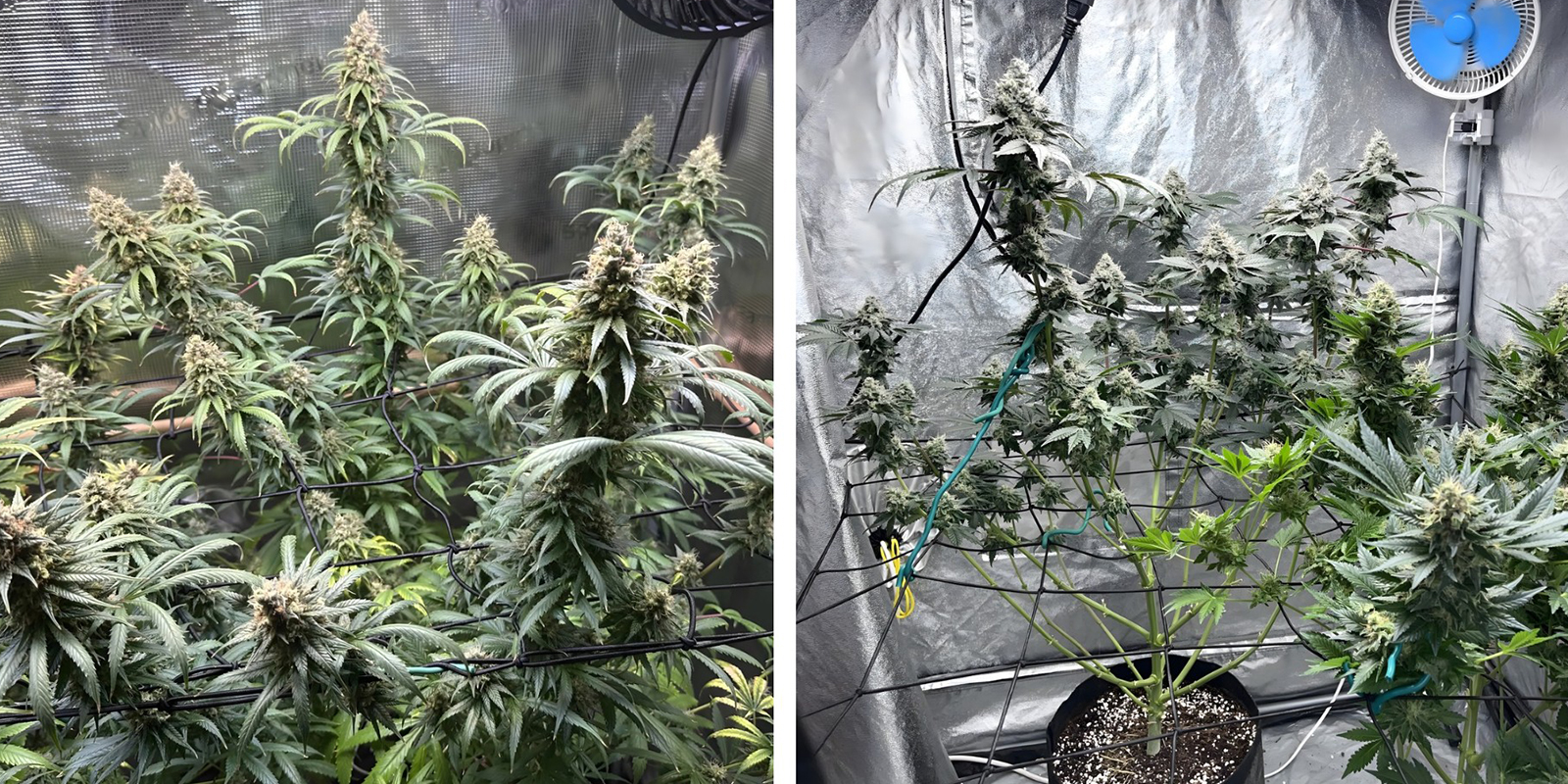 Uneven growth Uneven growth